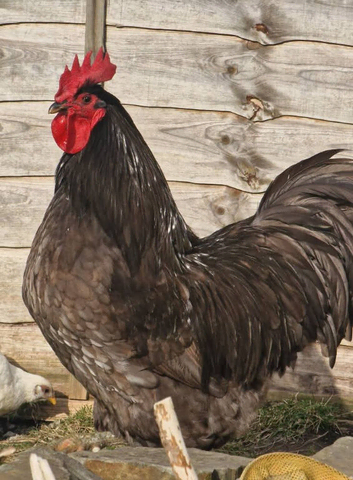 Blue Jersey Giant hatching eggs