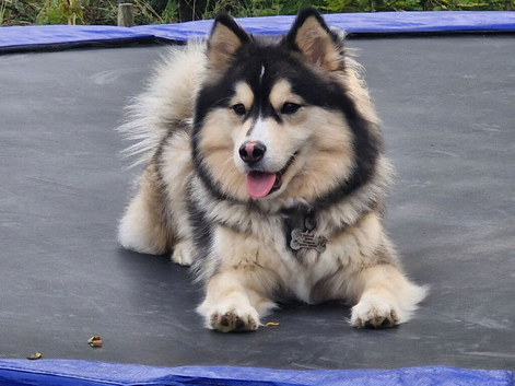 F3 Pomshy puppies