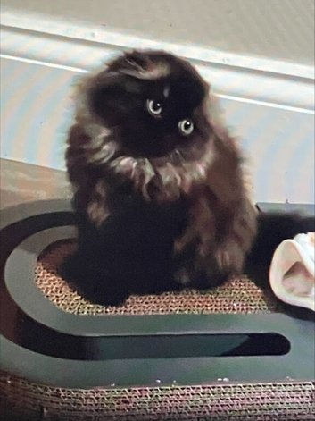Beautiful Scottish Fold Charcoal and Brown Kitten