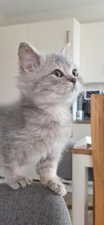 Beautiful, loving well raised kittens