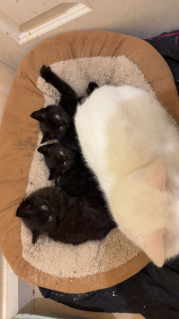 3 beautiful kittens ready for there foreva home