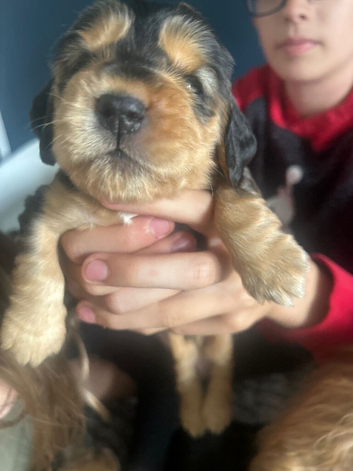 Gorgeous KC Reg Show Cocker Puppies