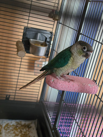 Price dropped 15 week old male conure