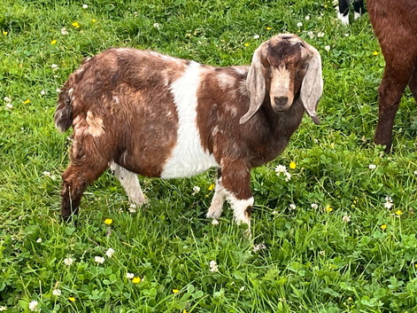 Boer billy goat kids 4/5 month old