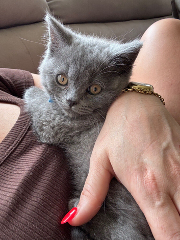 British shorthair kittens