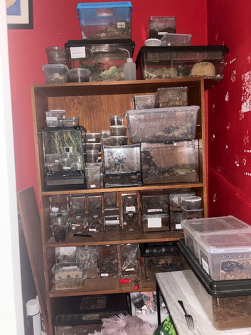 Tarantulas For Sale