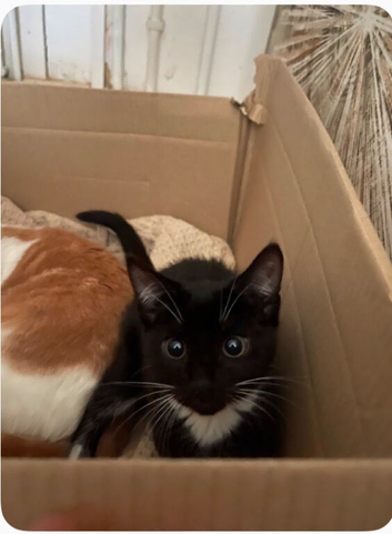 I&rsquo;ve got to many cats and this gorgeous one needs to go he is in perfect condition