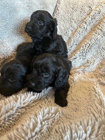 7 stunning F1 cockapoo puppies