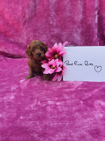 Miniature/Toy Red Goldendoodle dna clear