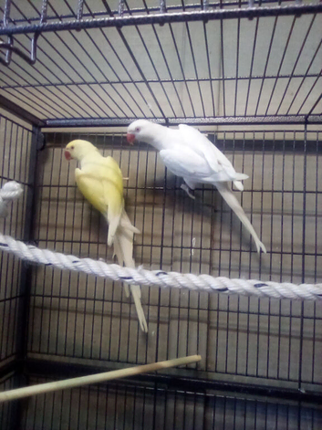 Bonded unrelated Pair of Ringnecks