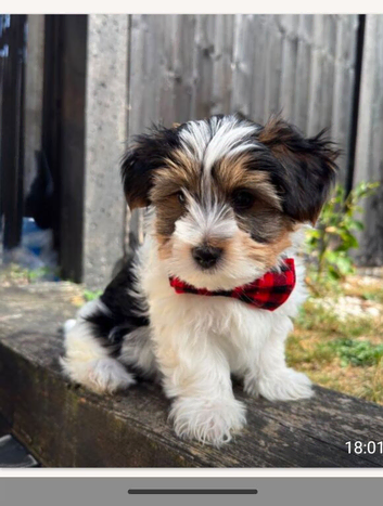 Last Biewer Boy 11 weeks old