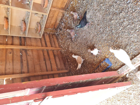Raceing pigeons