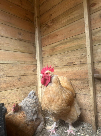 Buff cockerel