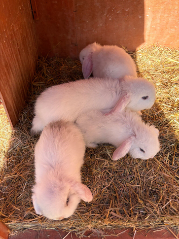 Mini lop babies