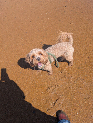 Cavapoo for Stud. (Proven)