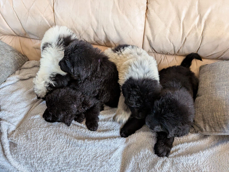 Newfoundland pups for sale male and
