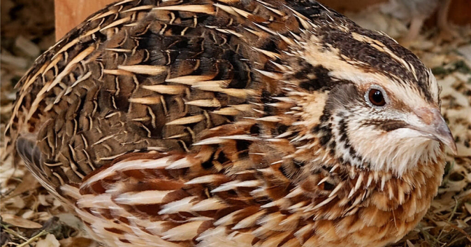 Jumbos Quail For Sale