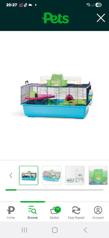 Evie a strain hamster