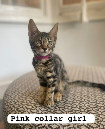 Bengal x Maine coone kittens