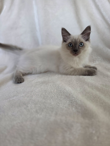Ragdoll Boy Kittens