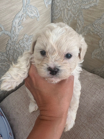 Beautiful Shihpoo Puppies