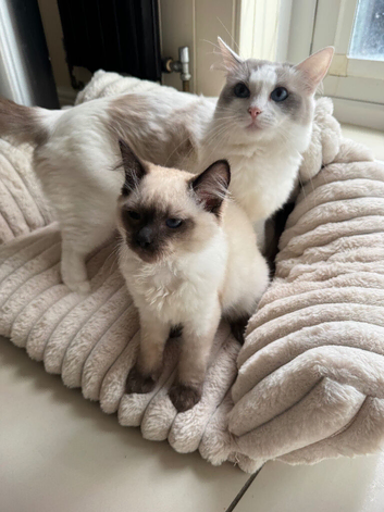 Ragdoll kitten boy