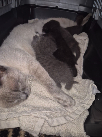 4 x Male Kittens. READY NEXT WEEK
