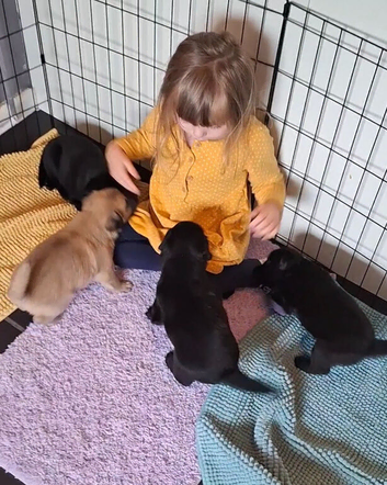 Shepadore puppies German Shepherd &times; Labradore pups