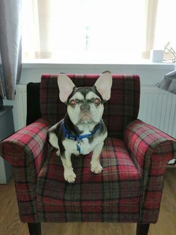 French bulldog for stud