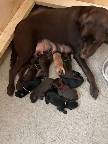 Beautiful Labrador Retriever puppies.