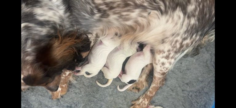 Cocker spaniel puppies