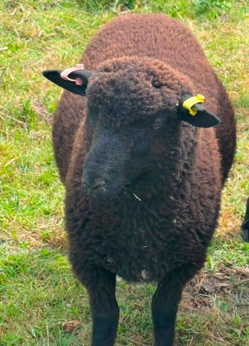 Twin wether lambs for sale