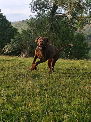 Choc & Tan Dobermann for Stud.