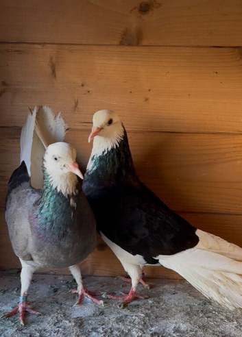 Turkey  d&ouml;nekss  pigeon