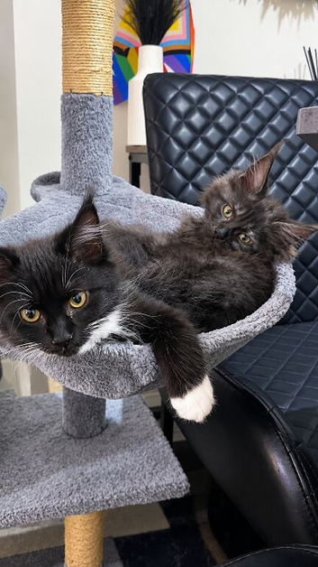 pure maine coon kittens 2 females left ready now