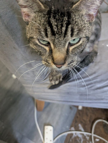 Tabby cat