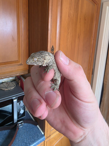 Baby leachianus gecko