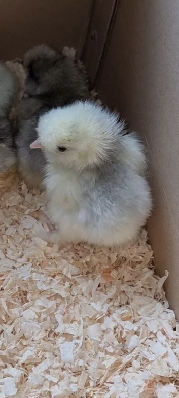 Silkies chicks 2 day old