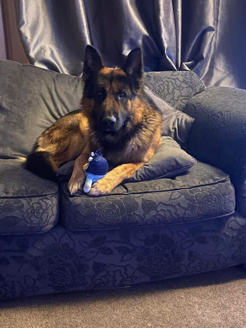 3 year old male German Shepard