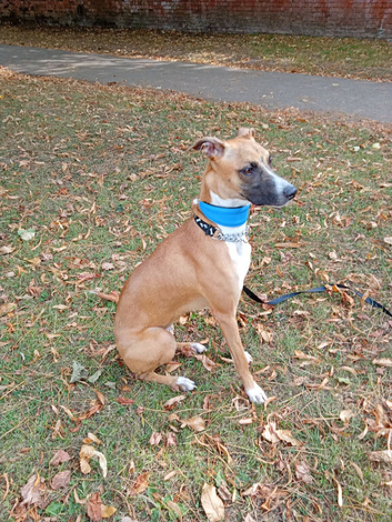 Whippet cross BelgianMalinois