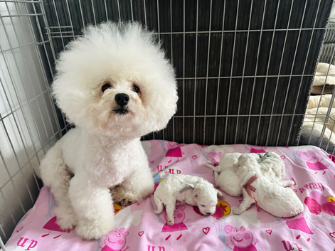 Pure Pedigree Champion Bloodline Bichon Frise