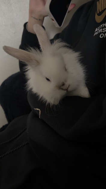 Female Rabbit and baby