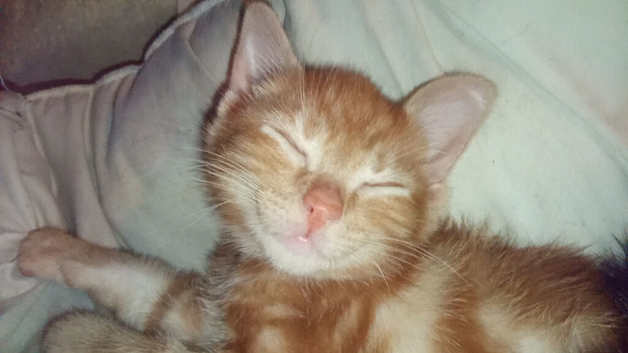 The cutest Pure Red marble Bengal kittens (3 boys 2 girls) -- 1 boy sold