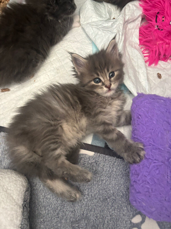 Maine coon Male