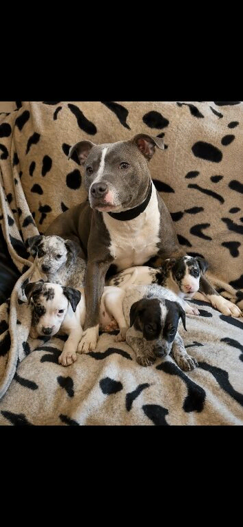 Beautiful Merle Staffy pups