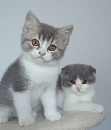 Gorgeous pedigree kittens