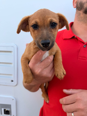 Miniature Jack Russell puppy