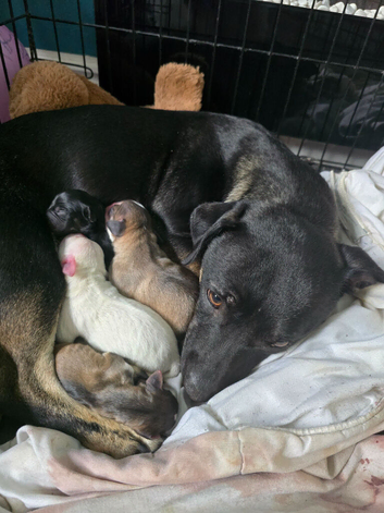 Staffy cross puppies