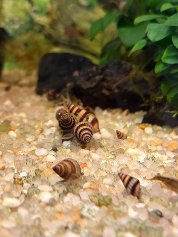 Assassin snails  needing new home