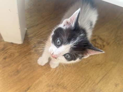 Kittens